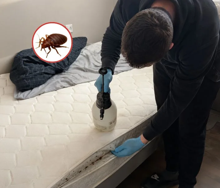 Technicien traitant un matelas contre les punaises de lit à Verneuil-l'Étang